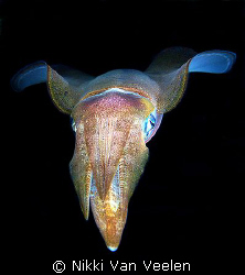 Reef squid taken on a night dive at Ras Umm Sid. by Nikki Van Veelen 